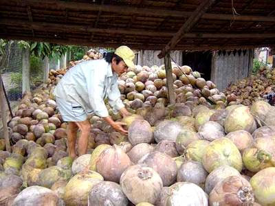 Giá dừa khô cao chưa từng thấy