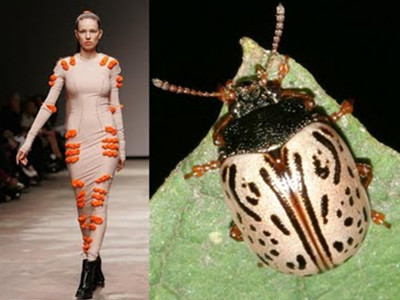 Thời trang ‘côn trùng’