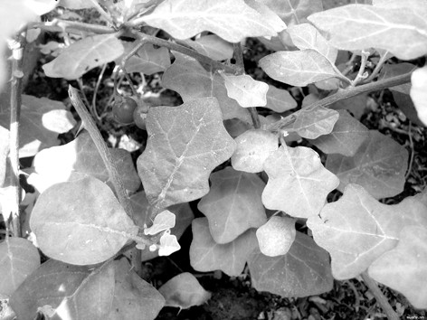 Cà gai leo và Mật nhân - những cây thuốc đặc biệt cho người xơ gan