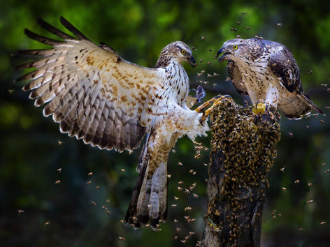 Việt Nam chiếm nửa giải cuộc thi ảnh quốc tế