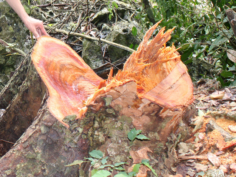 Thái Nguyên lập đoàn kiểm tra phá rừng