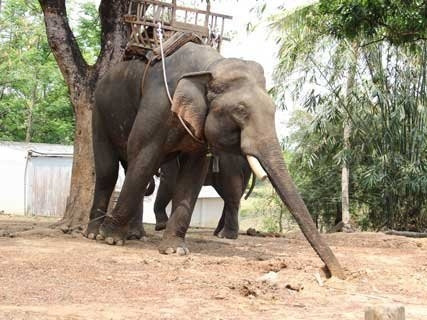 HĐND với nghị quyết giúp voi sinh sản