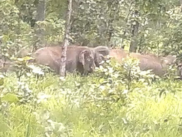 Voi xuất hiện nhiều bất thường