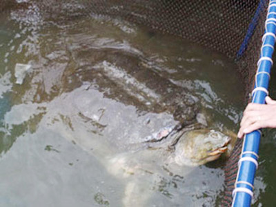 Đã có kết quả xét nghiệm ADN Rùa Hồ Gươm