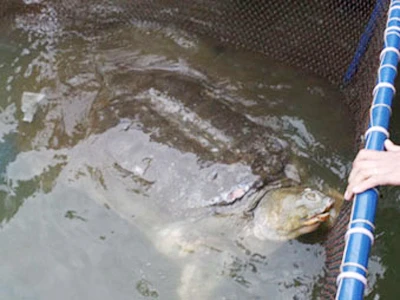 Đã có kết quả xét nghiệm ADN Rùa Hồ Gươm