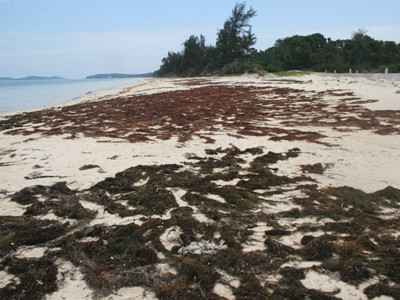 Tận diệt rong biển