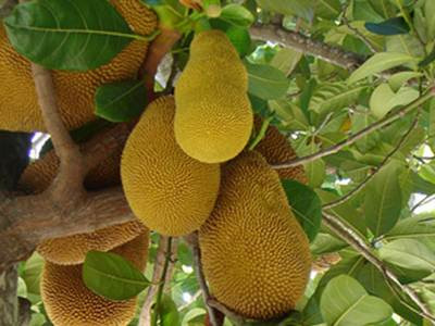 Cây mít: Vị thuốc an toàn cho trẻ nhỏ