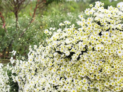 Cúc họa mi theo gió đông về trên phố Hà thành