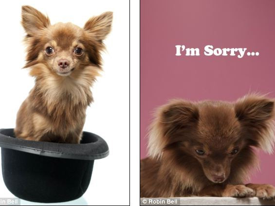 ‘Next Top Model’ dành cho... cún