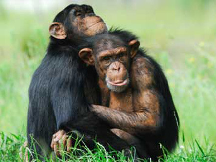 Mười loài vật thông minh nhất hành tinh