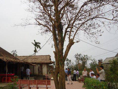 Thuở bé, Đại tướng thường đọc sách bên cây khế 115 tuổi