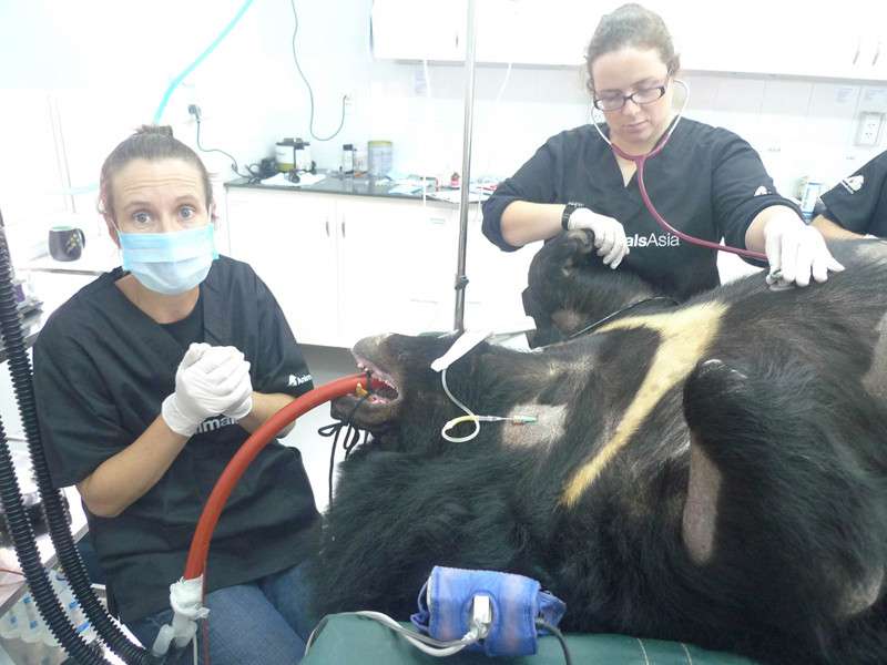 Cứu hộ 14 gấu bị nuôi nhốt lấy mật