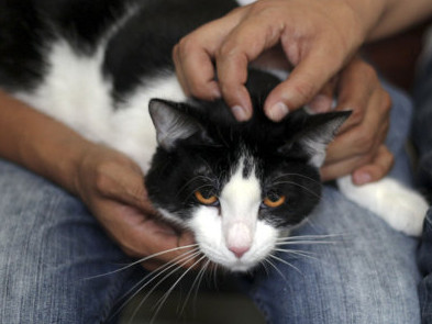 Mexico: Mèo chạy đua chức thị trưởng