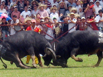 'Ông' trâu số 25 vô địch