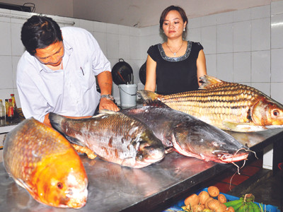 Cá quý nước ngọt trước nguy cơ tuyệt chủng