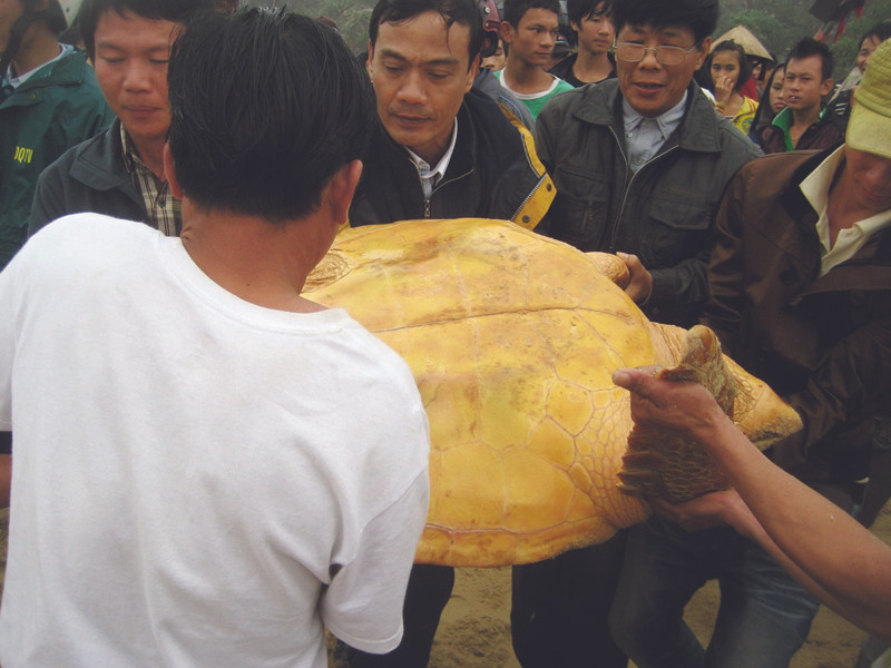 Thả rùa quý hiếm nặng hơn 80kg về đại dương