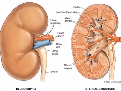Thức ăn – Thuốc chữa suy thận