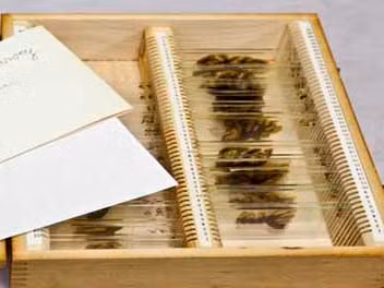 Trưng bày bộ não Einstein