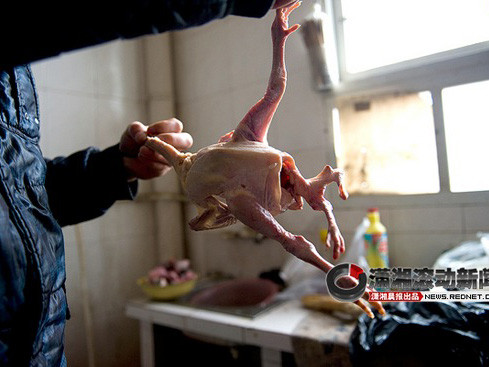 Kinh hãi gà bốn chân