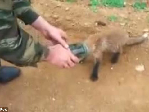 Chú cáo được người giải cứu