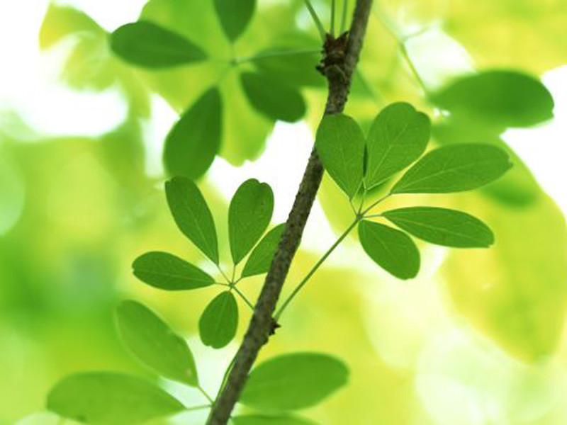 Gen điều khiển hoạt động các loài hoa