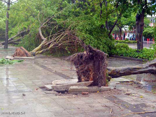 Bão Utor khiến nhiều cây lớn bị bật gốc ở Trung Quốc
