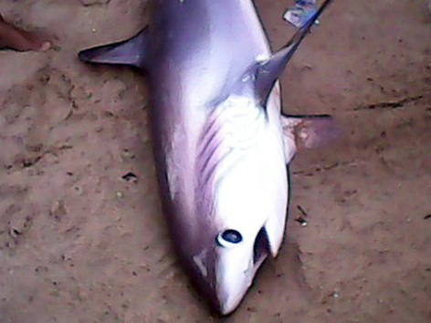 Cá mập dài 2m dạt vào bãi tắm Nha Trang