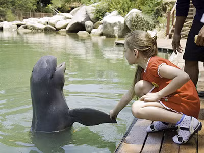 Cá heo trên sông Mê Kông sắp tuyệt chủng