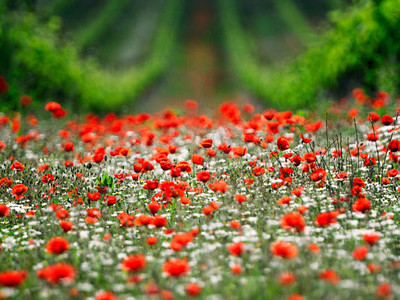 Đẹp hút hồn những cánh đồng hoa