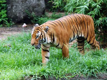 Bất an tin hổ sổng chuồng