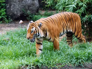 Bất an tin hổ sổng chuồng