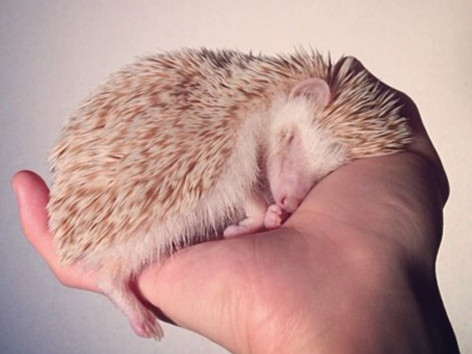 Nhím Darcy - ngôi sao Instagram