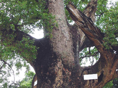 Chuyện quanh 'cụ' dã hương ngàn tuổi