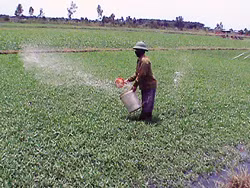 Hãi hùng “công nghệ” trồng rau muống: Dồn dập “đánh” thuốc