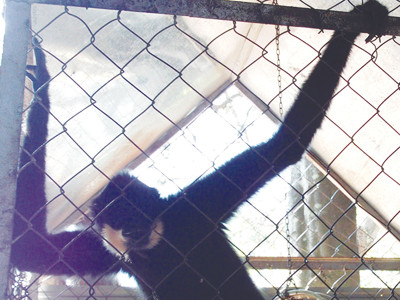 Người dân giao nộp con vượn đen má vàng quý hiếm