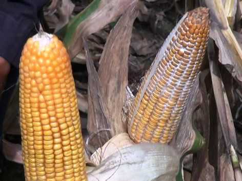 Ngô thối bắp, thiệt hại đủ bề