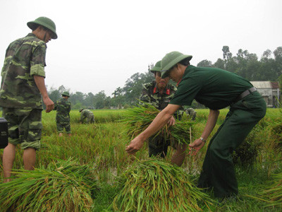 Lính trẻ cứu lúa