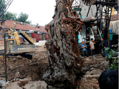 Vụ xâm hại cây bồ đề có thể xử hình sự