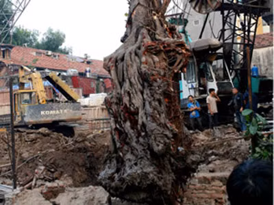 Vụ xâm hại cây bồ đề có thể xử hình sự