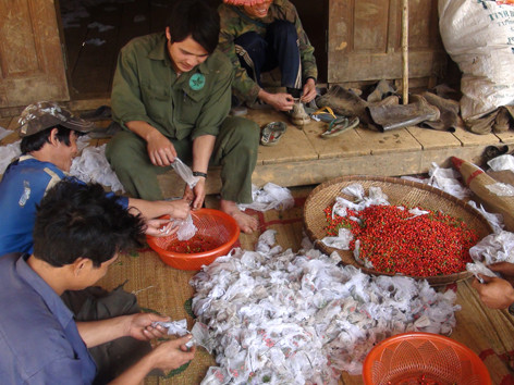 Loay hoay bảo tồn Ngọc linh sâm