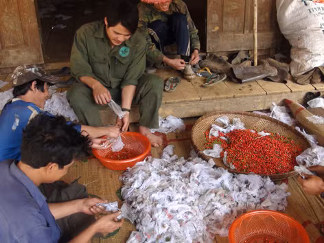 Loay hoay bảo tồn Ngọc linh sâm