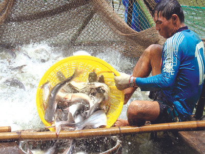 Tổng cục Thủy sản cho biết sẽ đối thoại với WWF về việc xếp cá tra vào danh mục đỏ