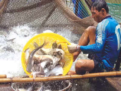 Tổng cục Thủy sản cho biết sẽ đối thoại với WWF về việc xếp cá tra vào danh mục đỏ