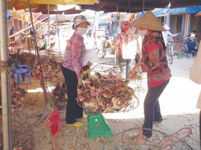 Gà thải loại 'giết' ngành chăn nuôi