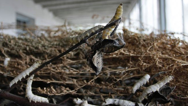 Phân tằm để chữa trị chứng cao huyết áp và căng thẳng.