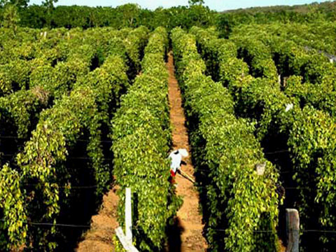 Bất chấp khuyến cáo, nông dân vẫn ồ ạt trồng tiêu