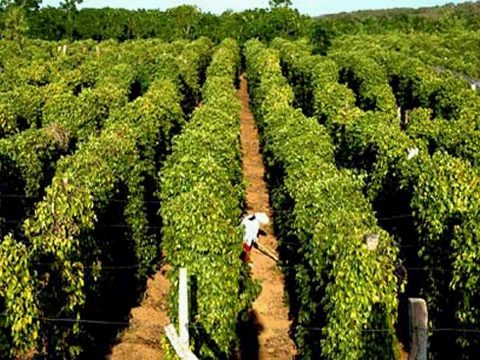 Bất chấp khuyến cáo, nông dân vẫn ồ ạt trồng tiêu