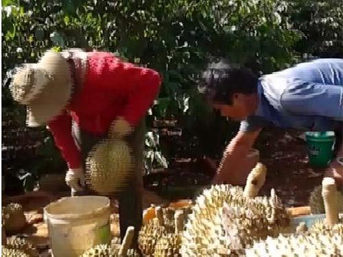 Ép chín sầu riêng bằng thuốc ‘lạ’