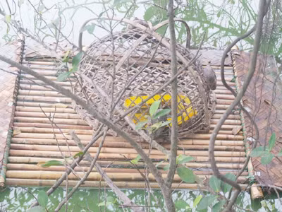 Bẫy rùa tai đỏ trên Hồ Gươm mấy hôm nay vắng khách vì bị cho là trời lạnh