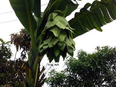 Buồng chuối... không có nải